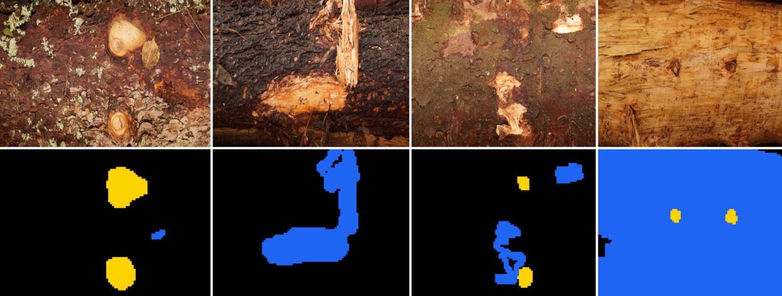 Bark patches with their three-class masks
