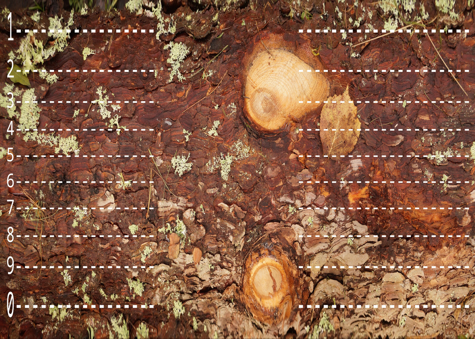 A log photograph unwrapped into a flat bark strip